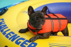 bateau gonflable chien
