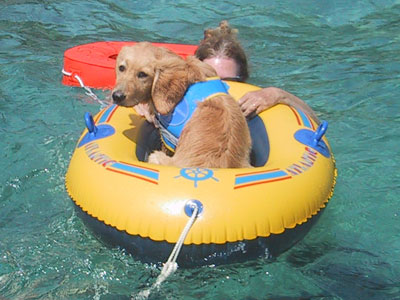 bateau gonflable chien